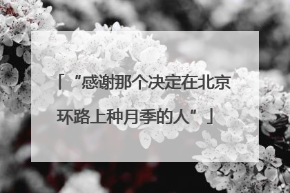 “感谢那个决定在北京环路上种月季的人”