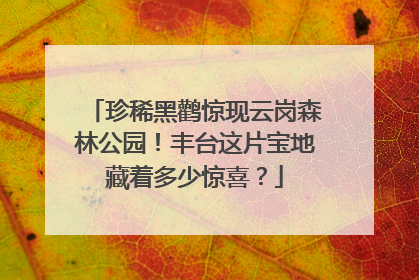 珍稀黑鹳惊现云岗森林公园！丰台这片宝地藏着多少惊喜？
