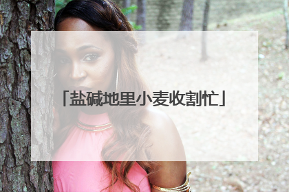 盐碱地里小麦收割忙