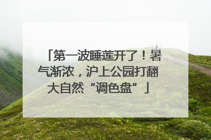 第一波睡莲开了！暑气渐浓，沪上公园打翻大自然“调色盘”