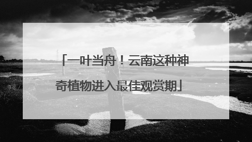 一叶当舟！云南这种神奇植物进入最佳观赏期
