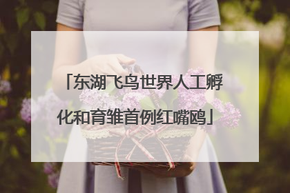 东湖飞鸟世界人工孵化和育雏首例红嘴鸥