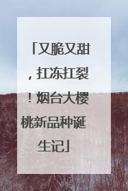 又脆又甜，扛冻扛裂！烟台大樱桃新品种诞生记