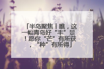半岛聚焦丨瞧，这一幅青岛好“丰”景！愿你“芒”有所获，“种”有所得
