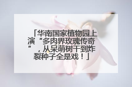 华南国家植物园上演“多肉界玫瑰传奇”，从呆萌树干到炸裂种子全是戏！