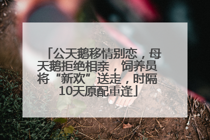 公天鹅移情别恋，母天鹅拒绝相亲，饲养员将“新欢”送走，时隔10天原配重逢