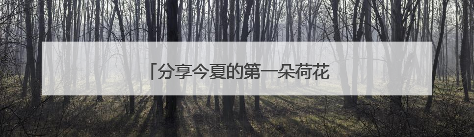 分享今夏的第一朵荷花！来杨浦这座公园吧
