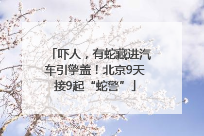 吓人，有蛇藏进汽车引擎盖！北京9天接9起“蛇警”