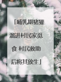 哺乳期猪獾溜进村民家觅食 村民救助后将其放生
