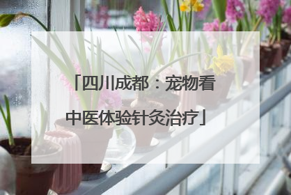 四川成都：宠物看中医体验针灸治疗
