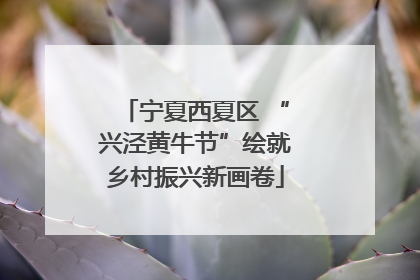 宁夏西夏区 “兴泾黄牛节”绘就乡村振兴新画卷