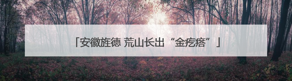 安徽旌德 荒山长出“金疙瘩”