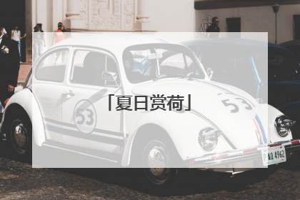 夏日赏荷