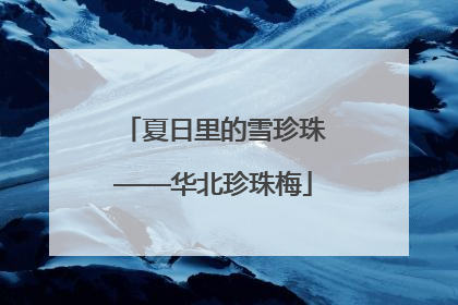 夏日里的雪珍珠——华北珍珠梅