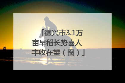 德兴市3.1万亩早稻长势喜人 丰收在望（图）