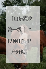 山东麦收第一线丨“良种田”里产好粮