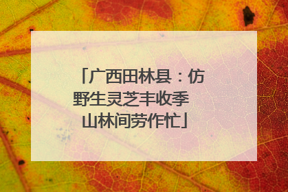 广西田林县：仿野生灵芝丰收季 山林间劳作忙