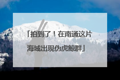 拍到了！在南通这片海域出现伪虎鲸群