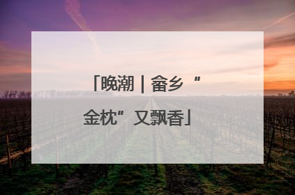 晚潮｜畲乡“金枕”又飘香