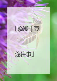 晚潮｜豆蔻往事