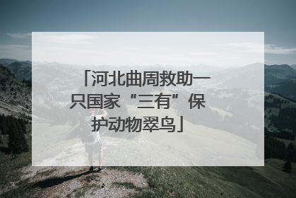 河北曲周救助一只国家“三有”保护动物翠鸟