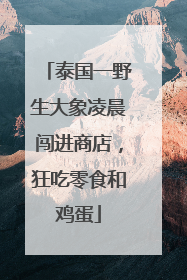 泰国一野生大象凌晨闯进商店，狂吃零食和鸡蛋