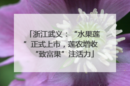 浙江武义：“水果莲”正式上市，莲农增收“致富果”注活力