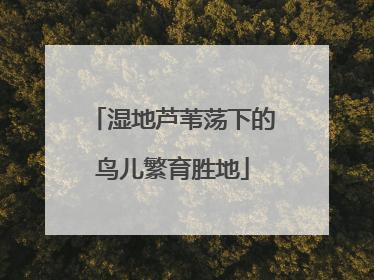 湿地芦苇荡下的鸟儿繁育胜地