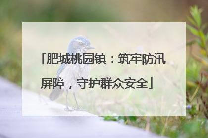 肥城桃园镇：筑牢防汛屏障，守护群众安全