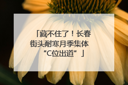 藏不住了！长春街头耐寒月季集体“C位出道”