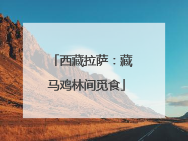 西藏拉萨：藏马鸡林间觅食