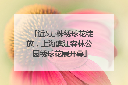 近5万株绣球花绽放，上海滨江森林公园绣球花展开幕