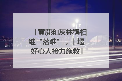 黄麂和灰林鸮相继“落难”，十堰好心人接力施救